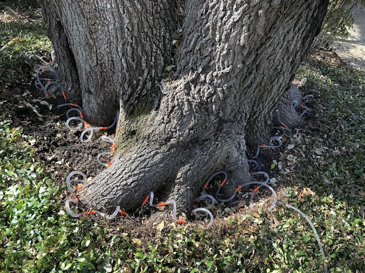 Detailed Tree Cabling and Bracing job site in White Sands Missile Range