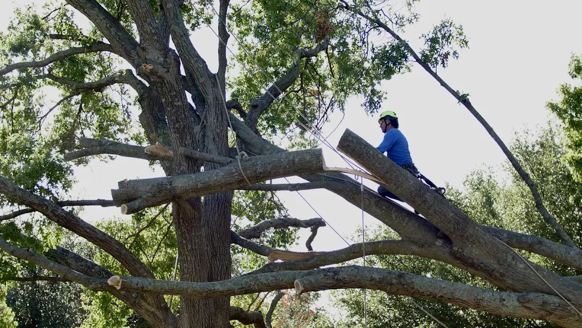 Professional Hazardous Tree Removal performed by certified arborists in White Sands Missile Range