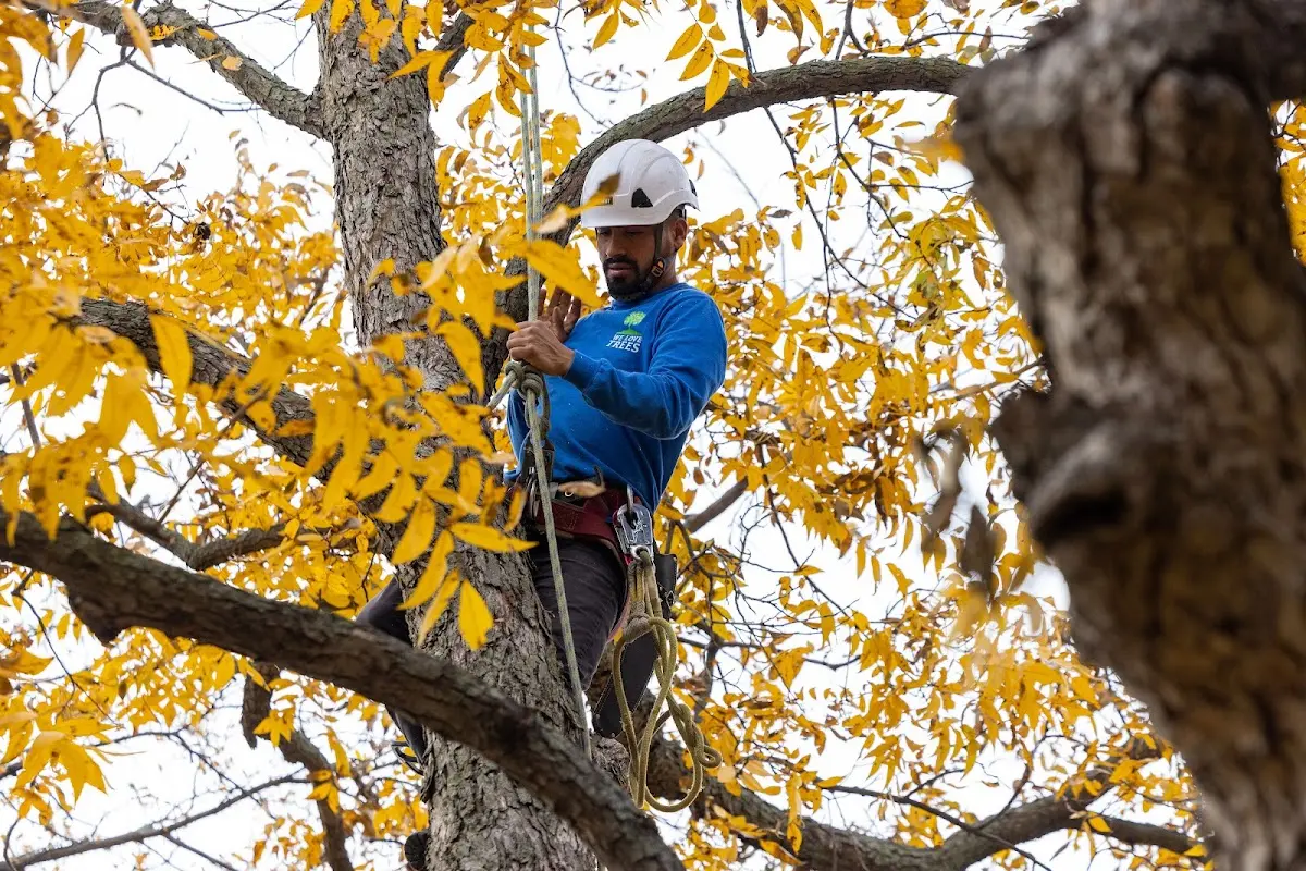 Skilled Tree Transplanting crew working in White Sands Missile Range